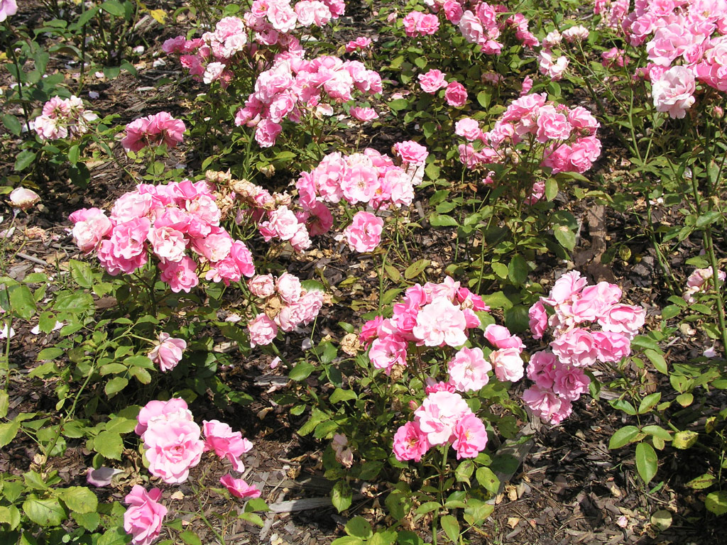 růže Frau Astrid Sp�th