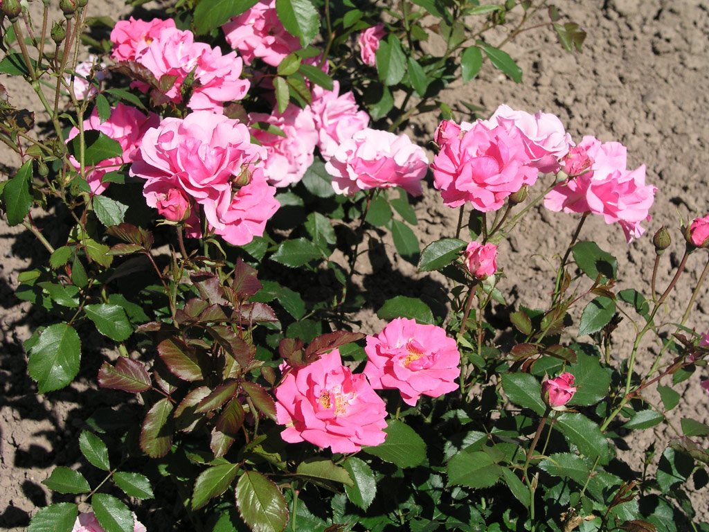 růže Frau Astrid Sp�th