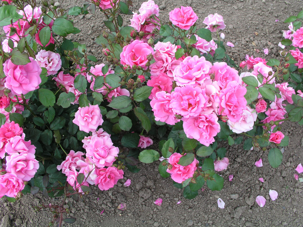 růže Frau Astrid Spth