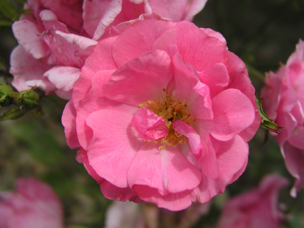 růže Frau Astrid Spth