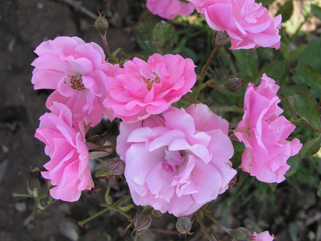 růže Frau Astrid Spth