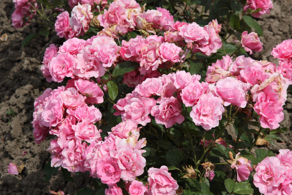 růže Frau Astrid Spth