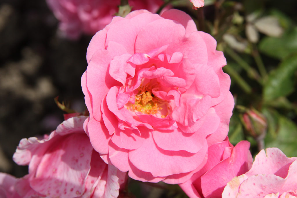 růže Frau Astrid Spth