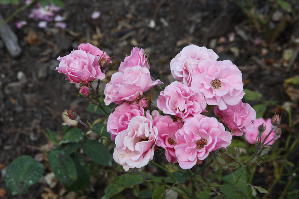 růže Frau Astrid Spth