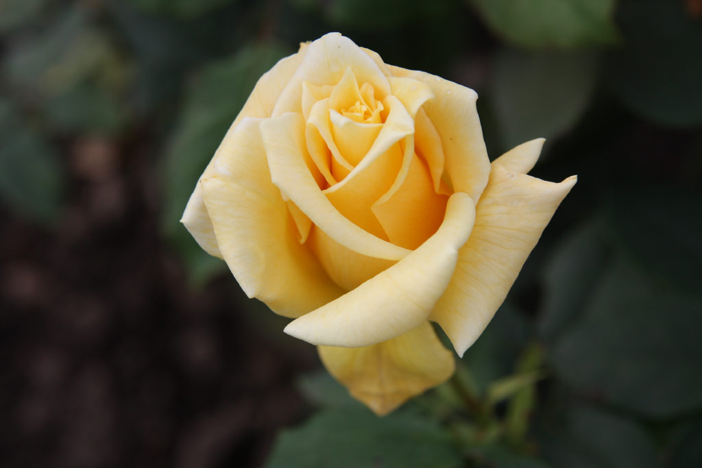 růže Frau Elisabeth Sprenger