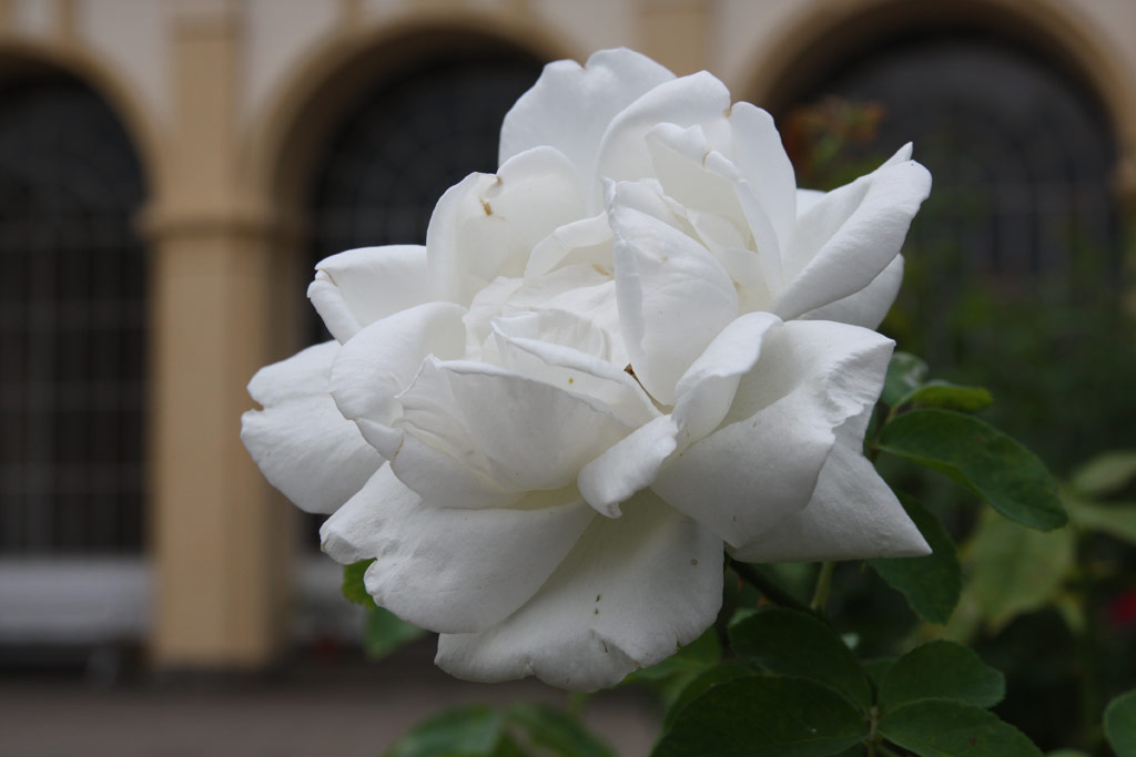 růže Frau Karl Druschki