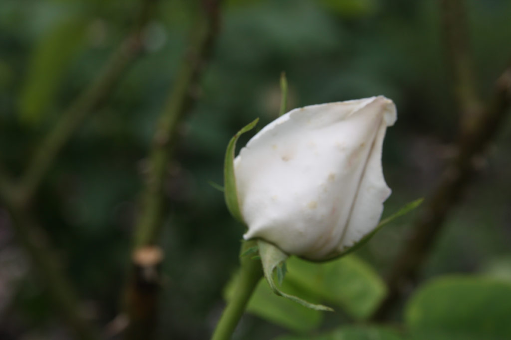 růže Frau Karl Druschki