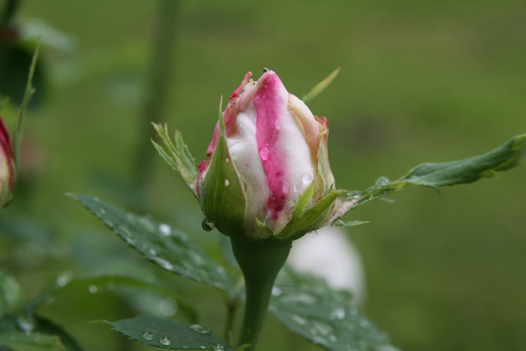 růže Frau Karl Druschki