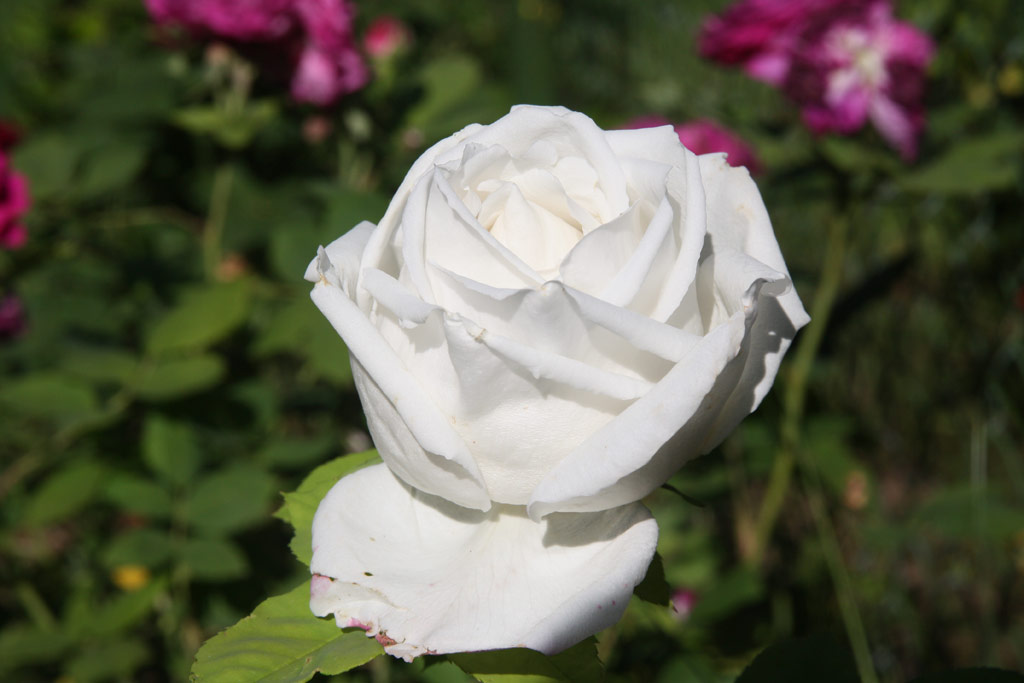 růže Frau Karl Druschki