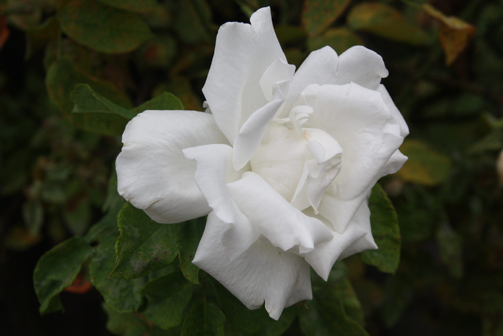 růže Frau Karl Druschki