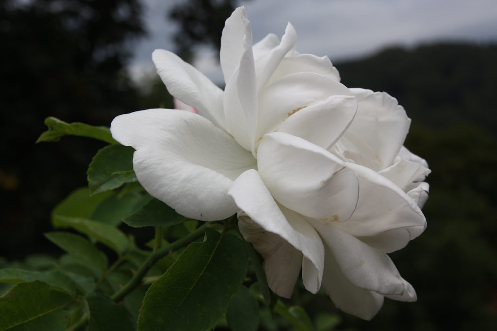 růže Frau Karl Druschki