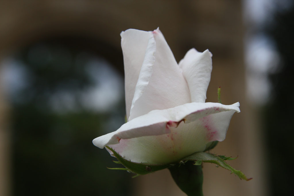 růže Frau Karl Druschki