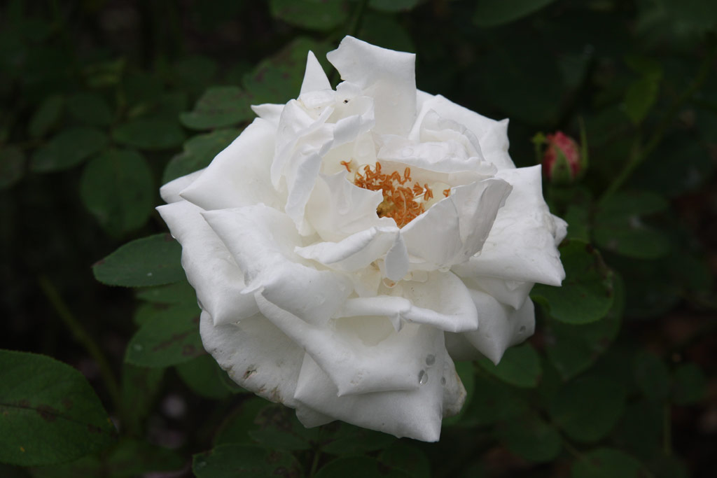 růže Frau Karl Druschki