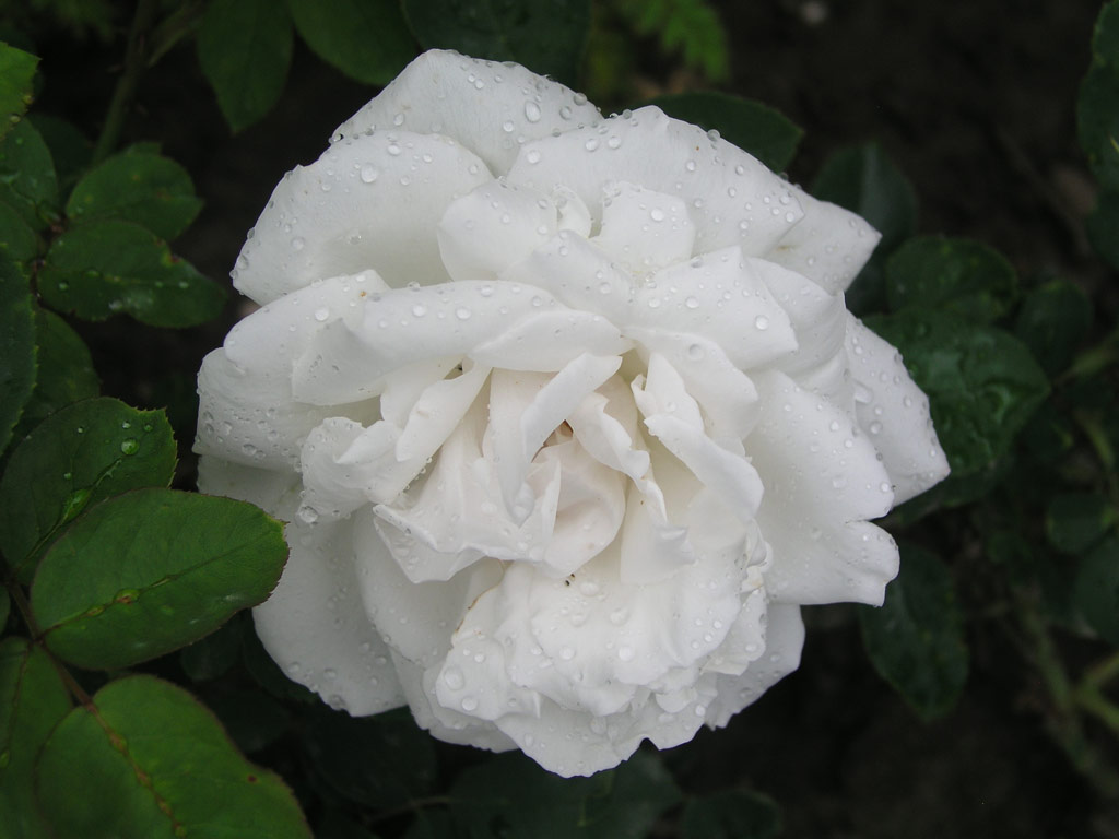 růže Frau Karl Druschki