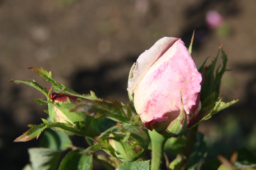 růže Frau Karl Druschki