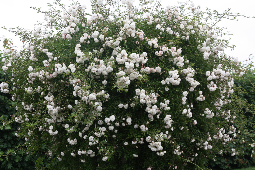 růže Frulein Octavia Hesse