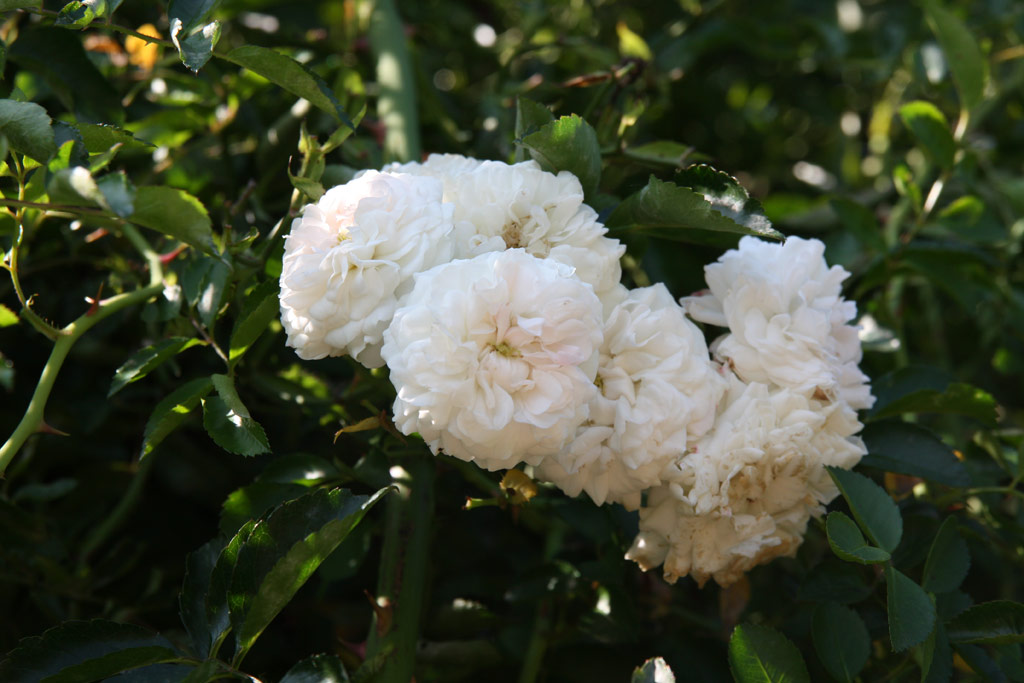 růže Frulein Octavia Hesse