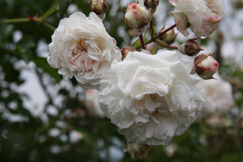 růže Frulein Octavia Hesse