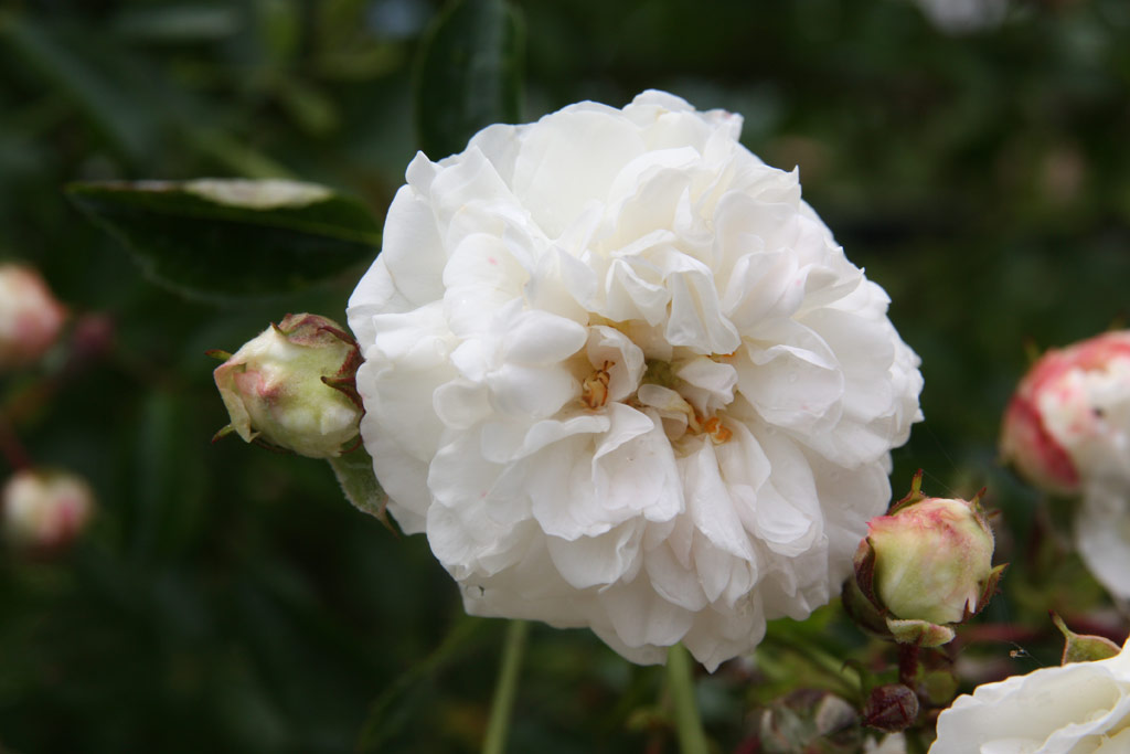 růže Fr�ulein Octavia Hesse