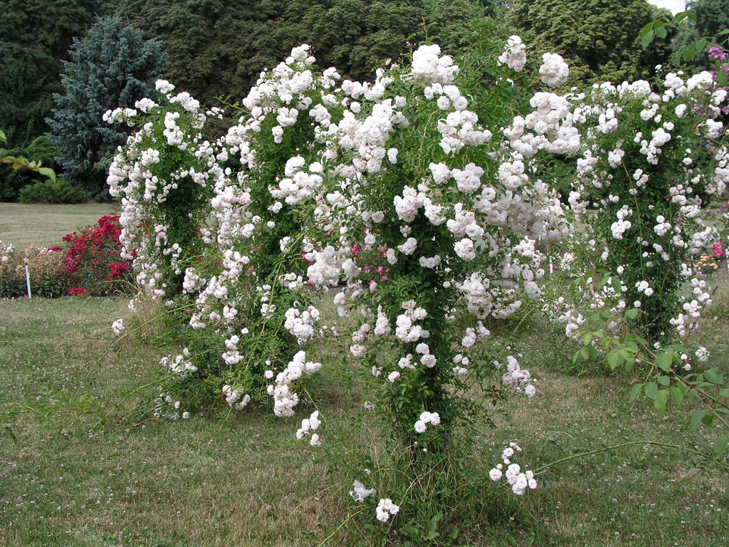 růže Fr�ulein Octavia Hesse