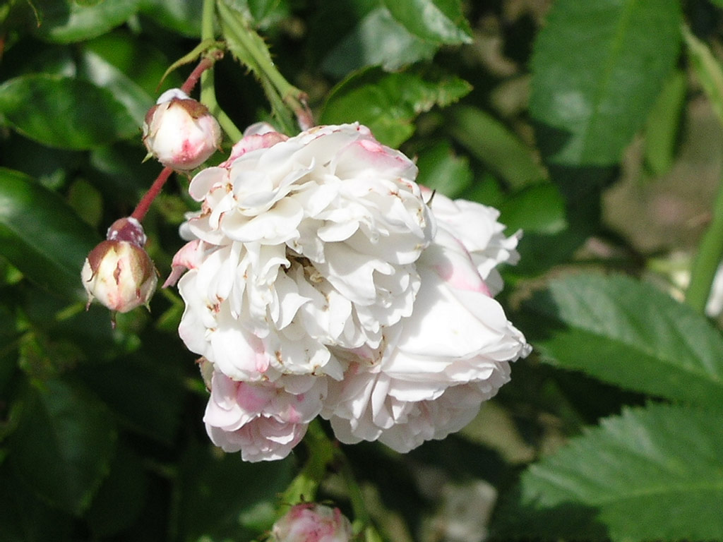 růže Frulein Octavia Hesse