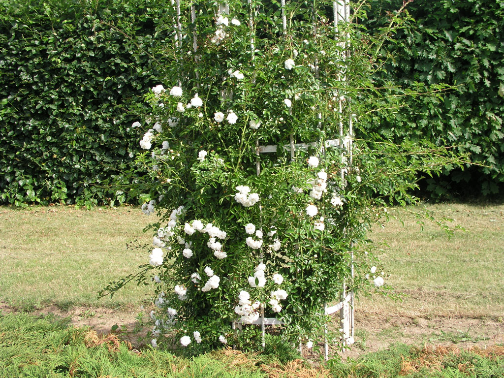 růže Frulein Octavia Hesse