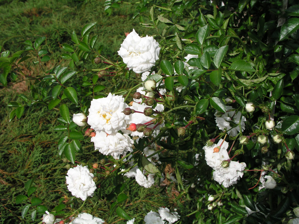 růže Frulein Octavia Hesse