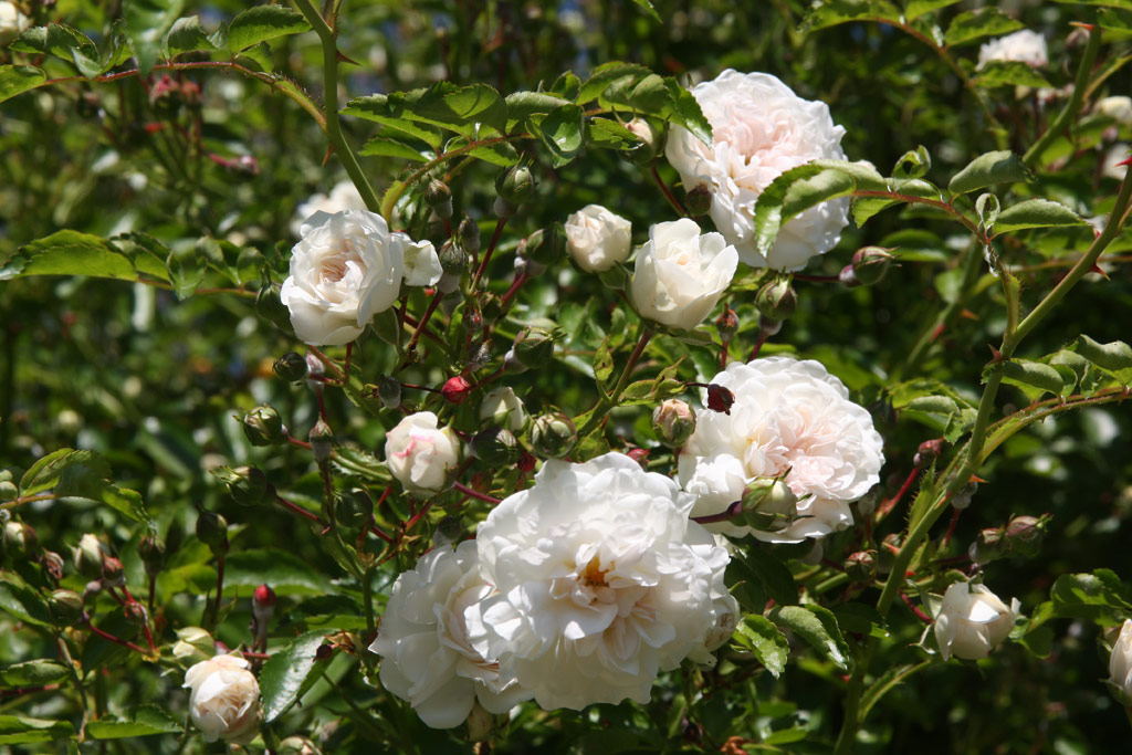 růže Frulein Octavia Hesse