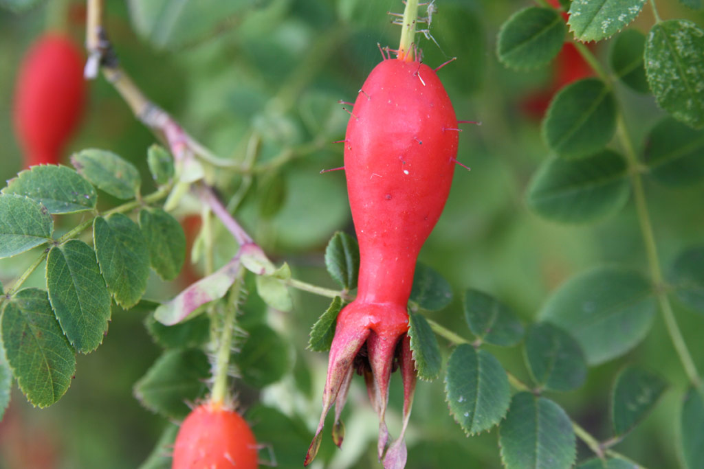 růže Fred Streeter