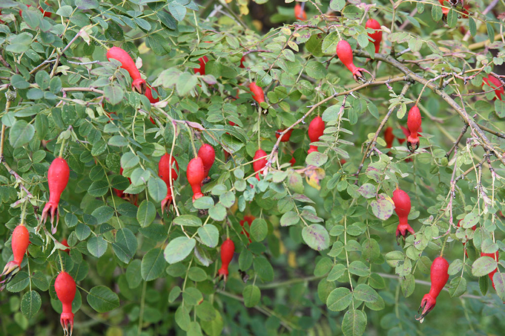 růže Fred Streeter