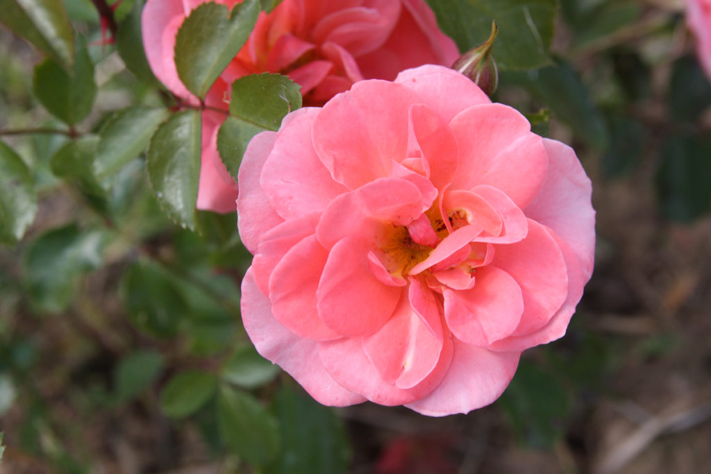 růže Fredensborg Castle