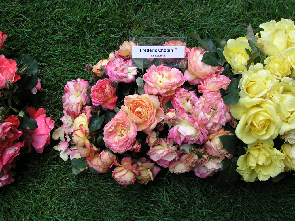 růže Frederyk Chopin