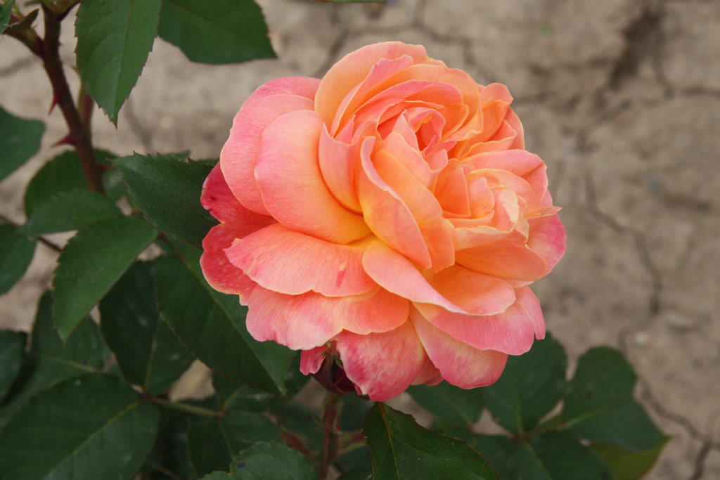 růže Frederyk Chopin