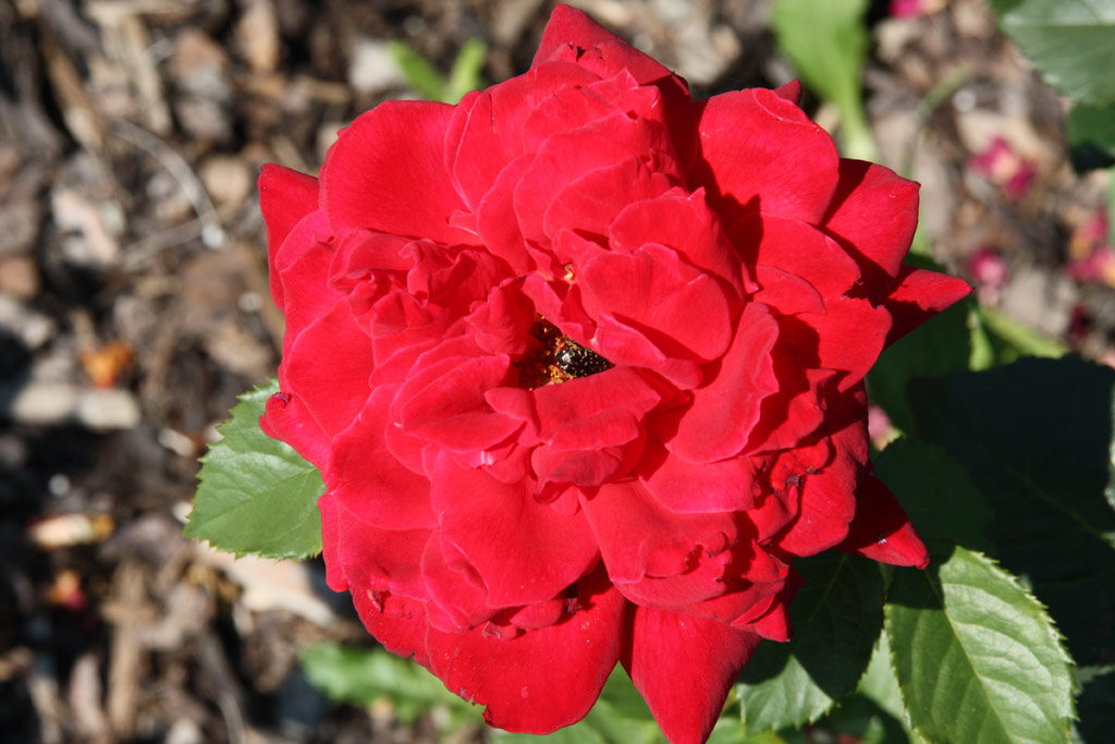 růže Freiheitsglocke