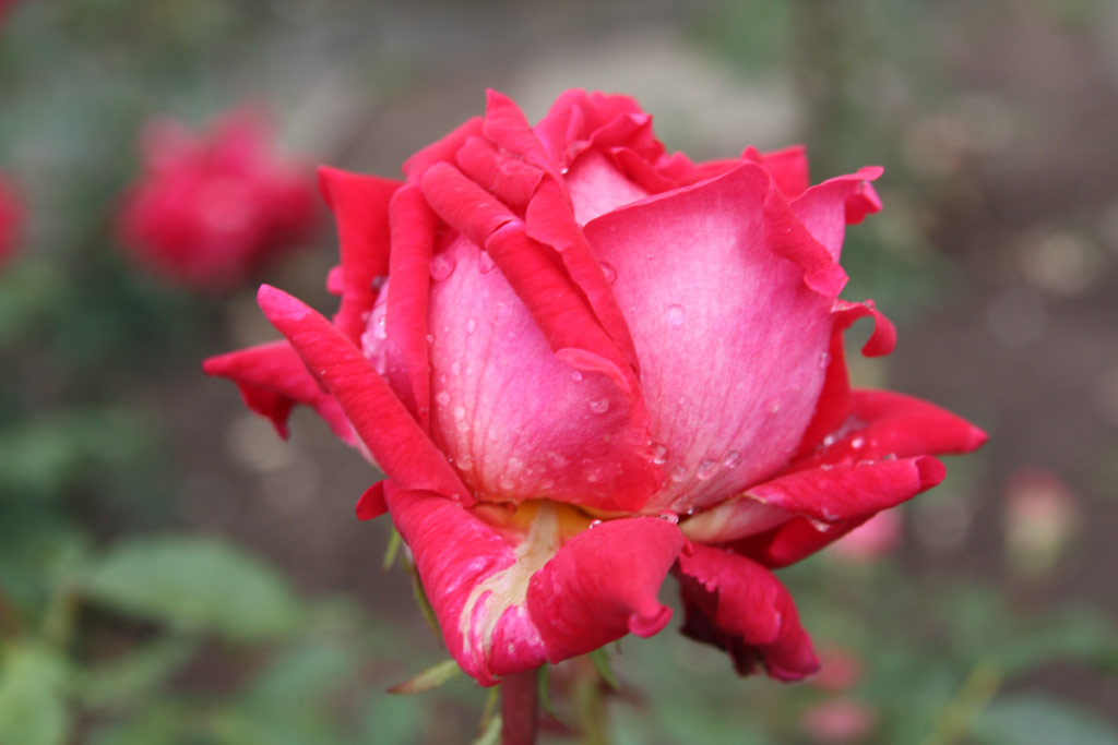 růže Freiheitsglocke