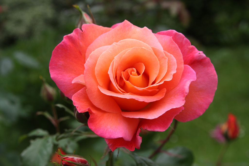 růže Freisinger Morgenrte