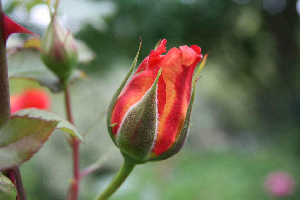 růže Freisinger Morgenrte