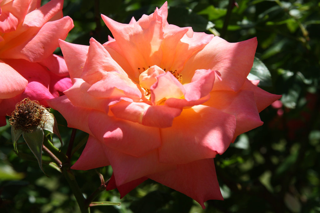 růže Freisinger Morgenrte