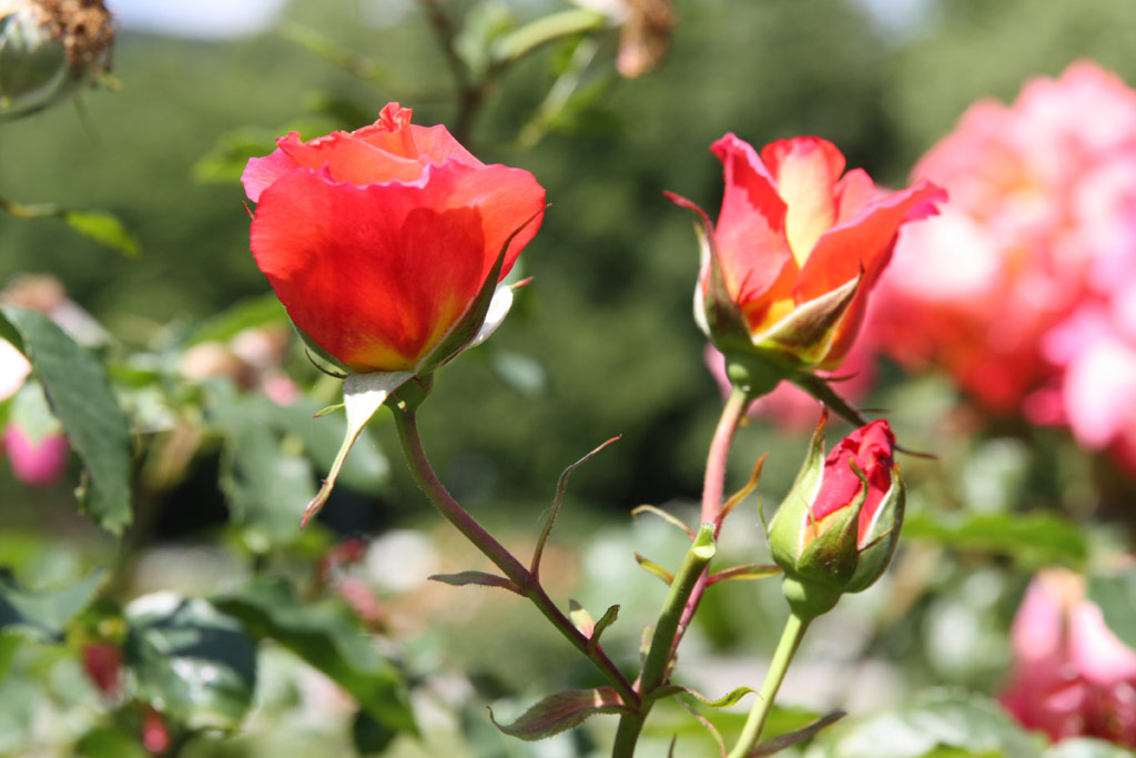 růže Freisinger Morgenr�te