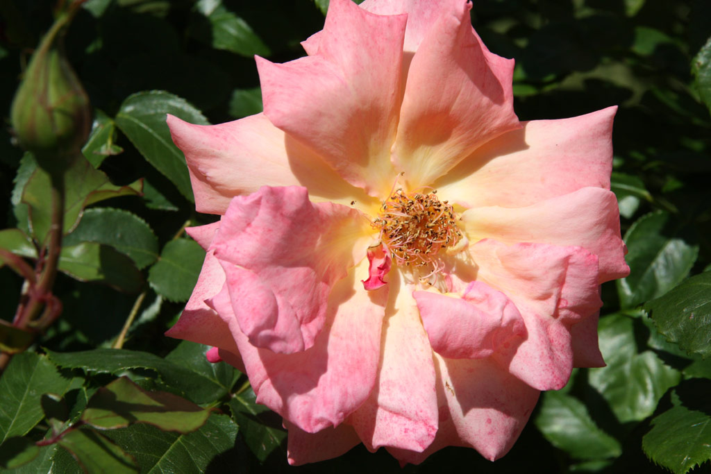 růže Freisinger Morgenr�te