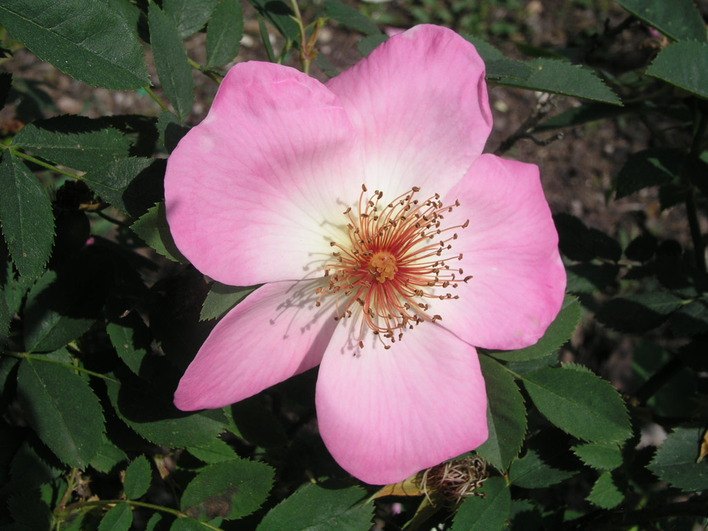 růže Frhlingsmorgen