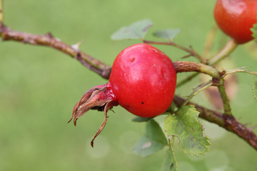 růže Frhlingsmorgen