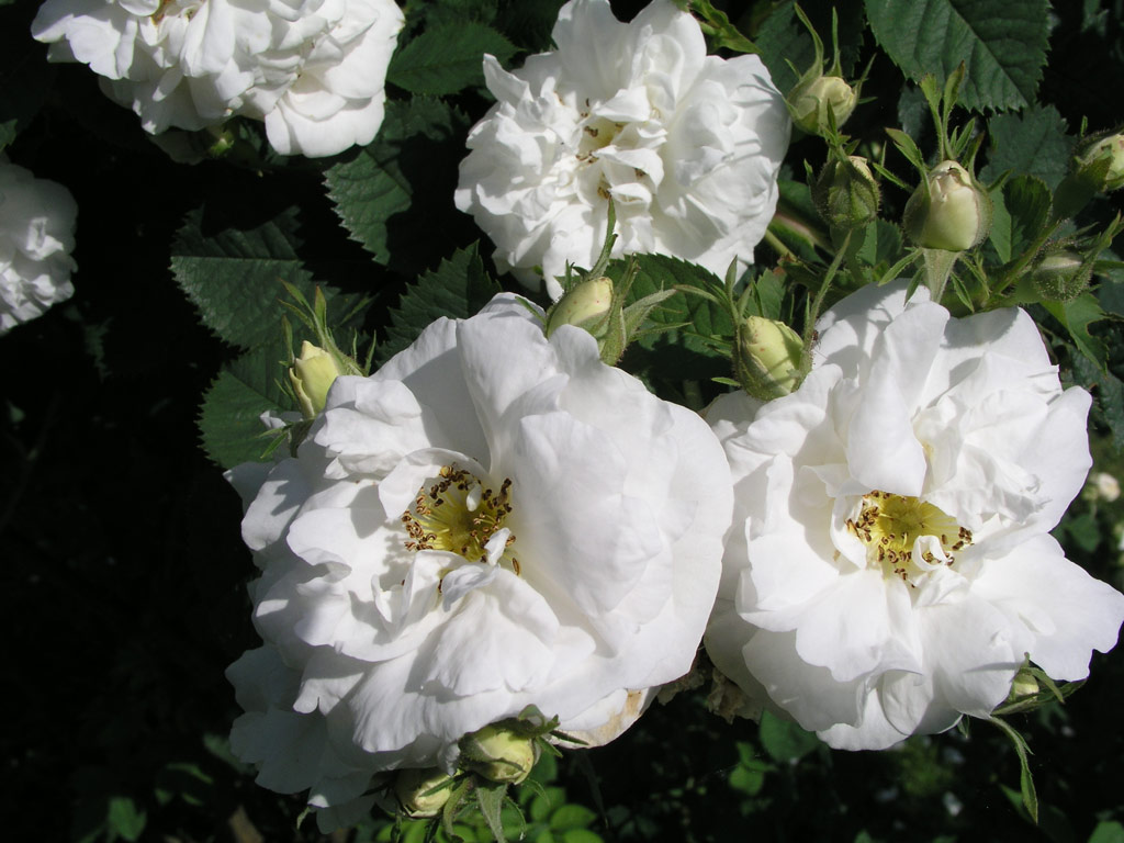 růže Frhlingsschnee