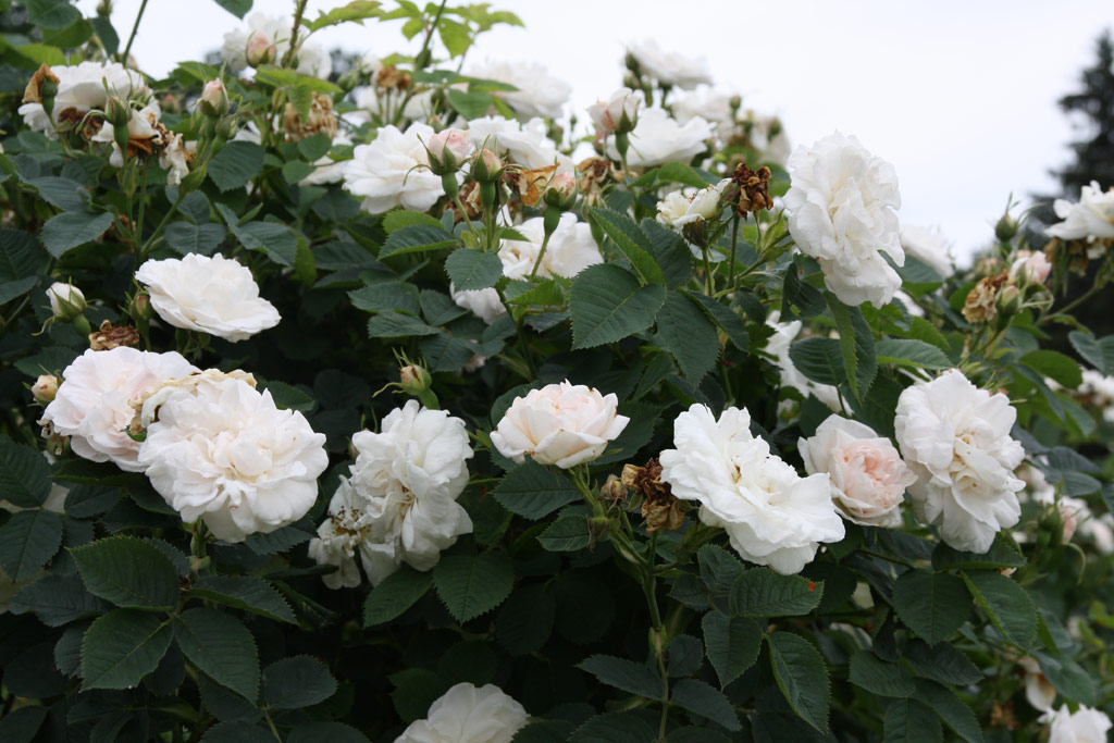 růže Frhlingsschnee