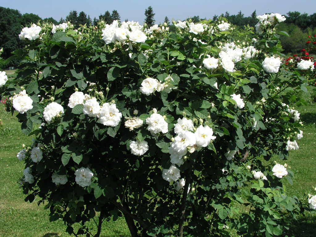 růže Frhlingsschnee