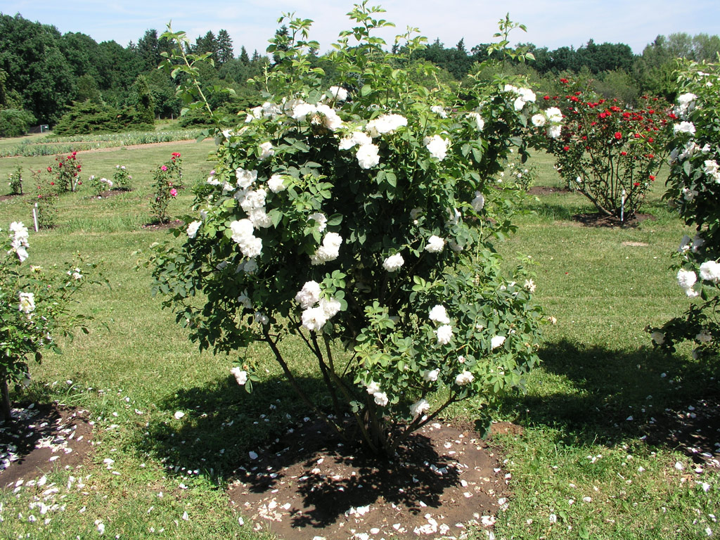 růže Frhlingsschnee