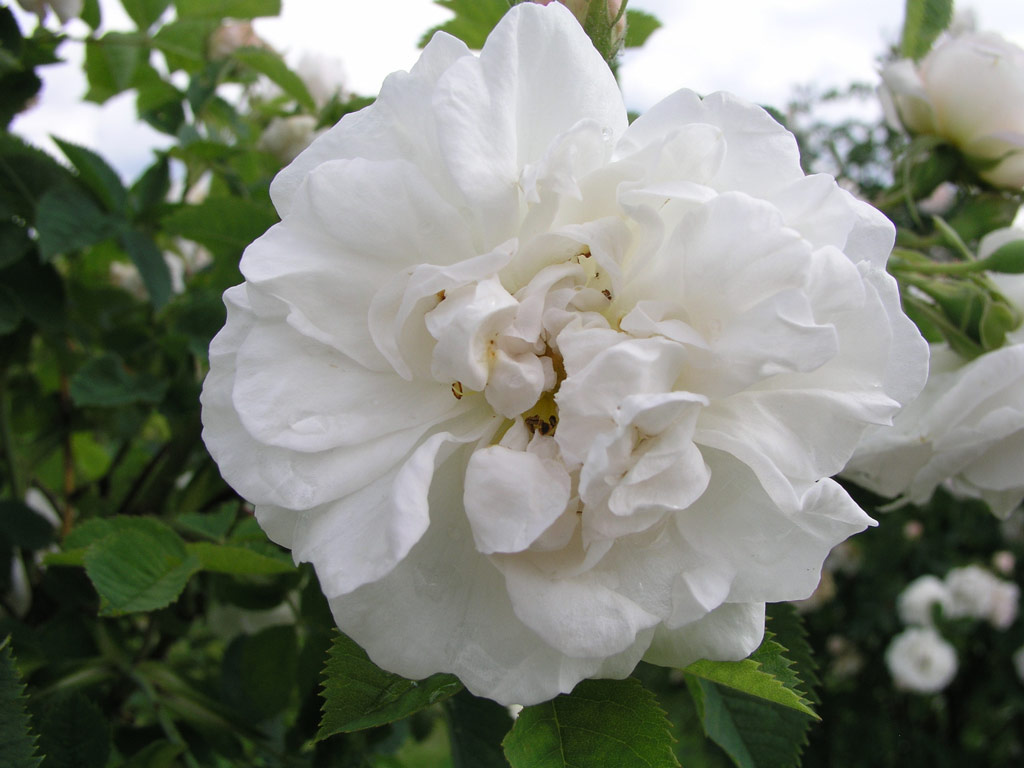 růže Frhlingsschnee