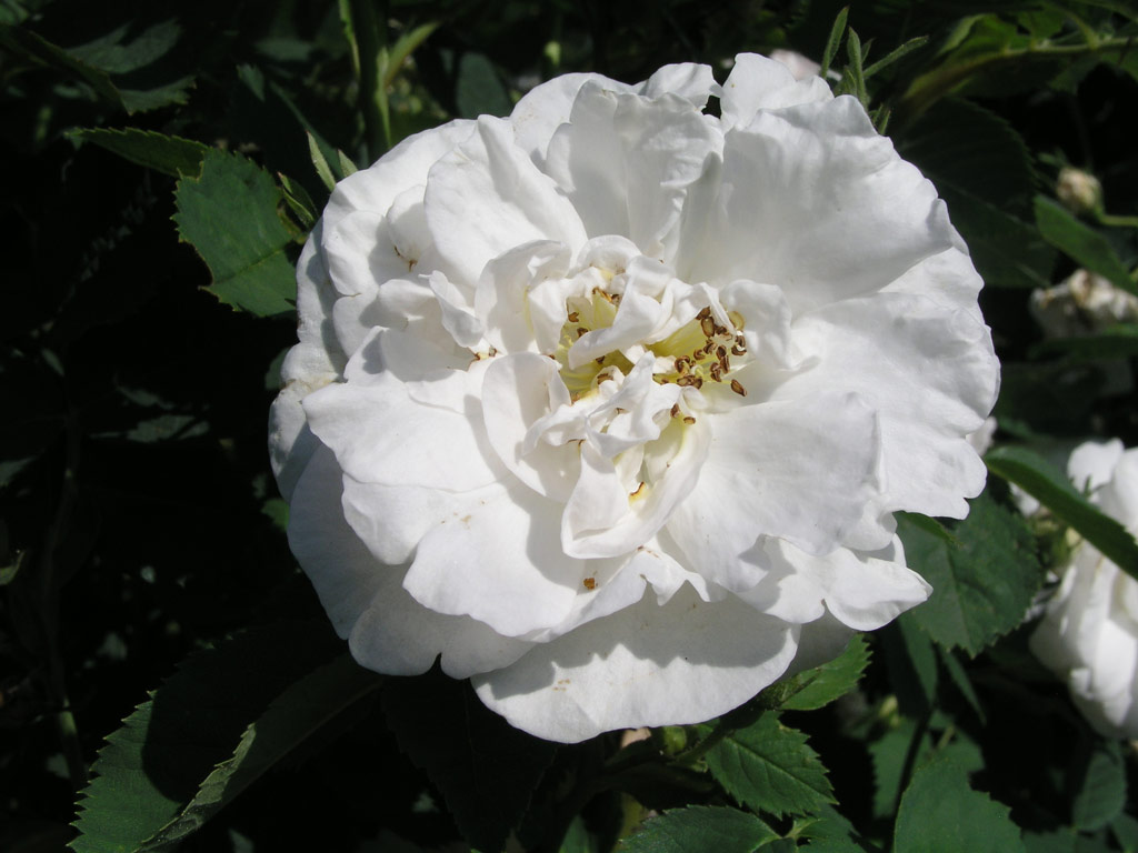 růže Frhlingsschnee