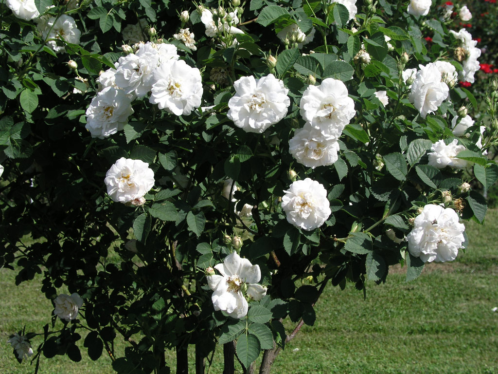 růže Frhlingsschnee