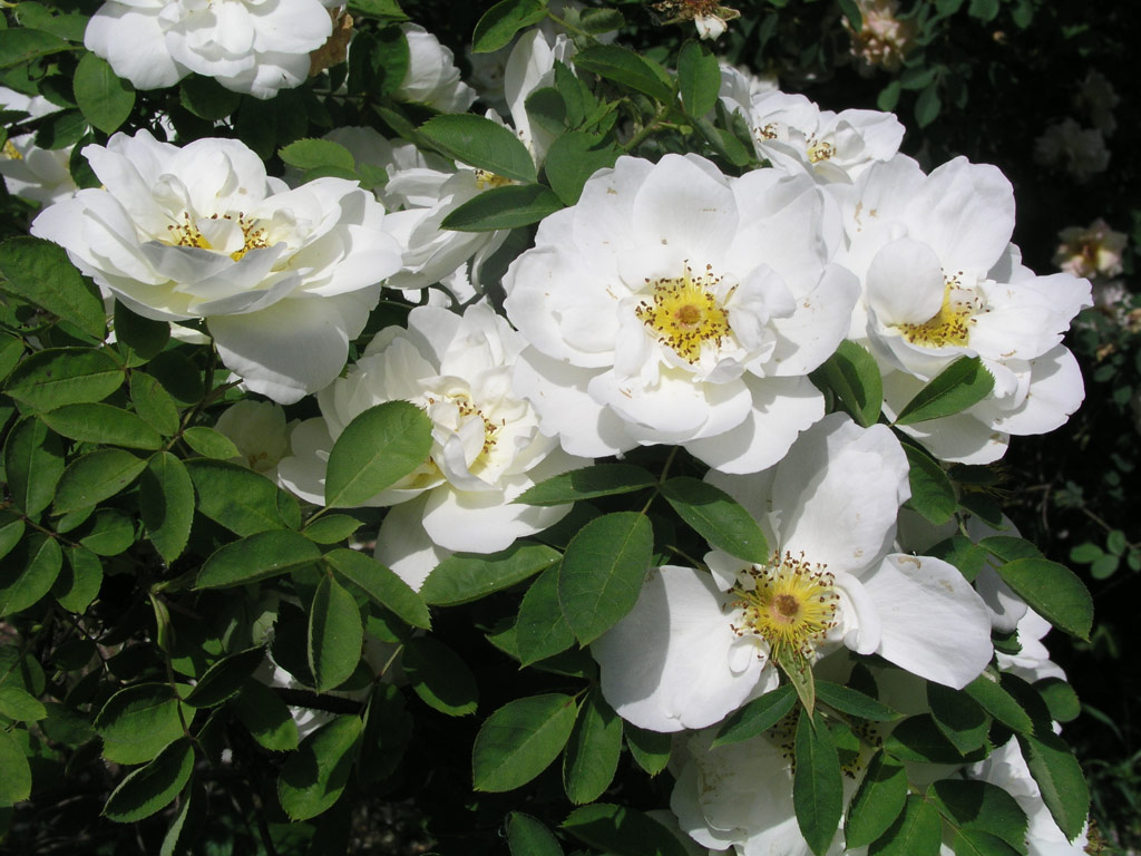 růže Frhlingsschnee